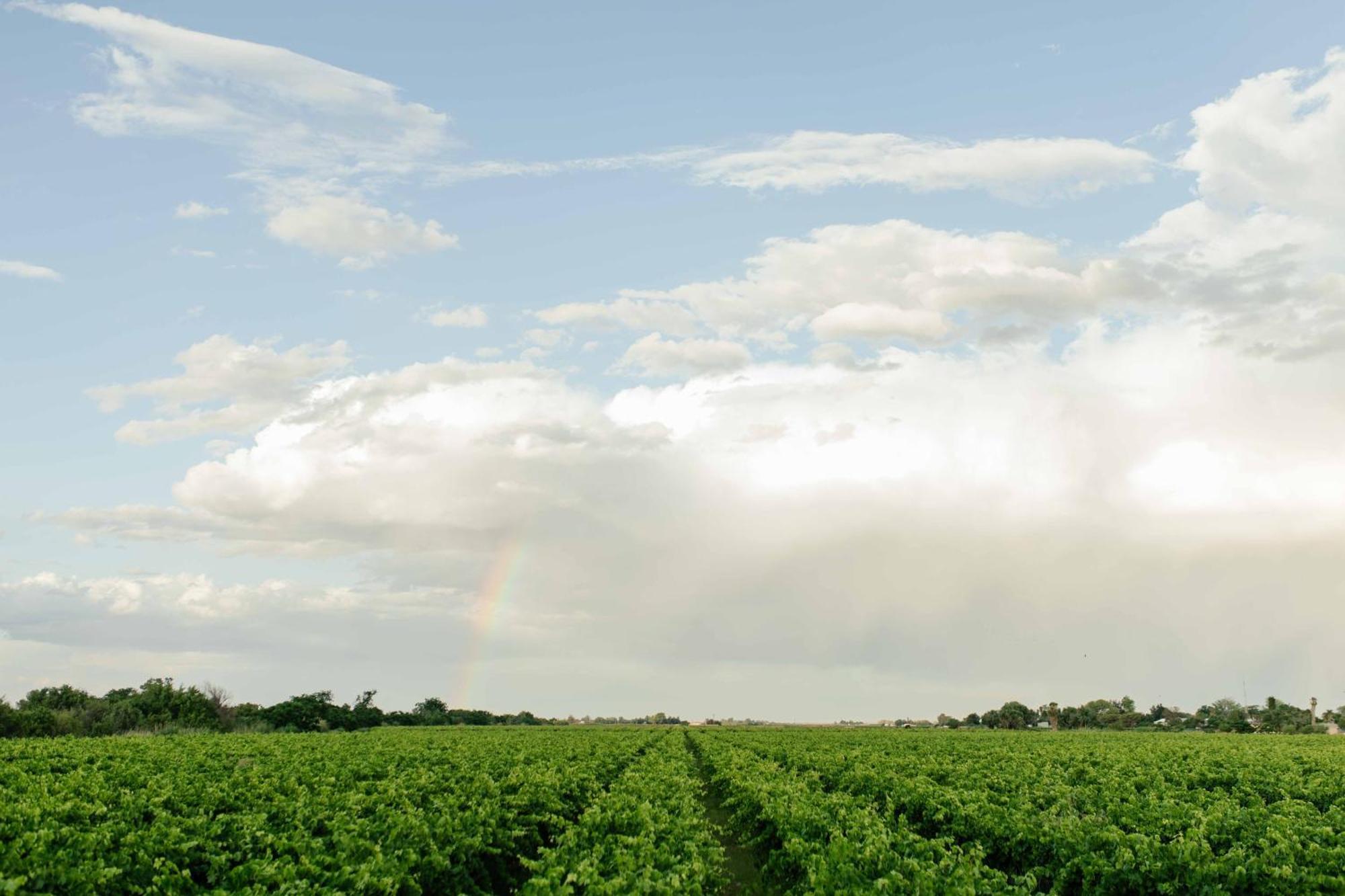 Upington African Vineyard Boutique Hotel & Spa Keimoes Eksteriør billede